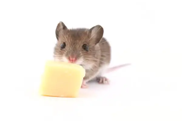 12 Mouse Trap Baits That Actually Work