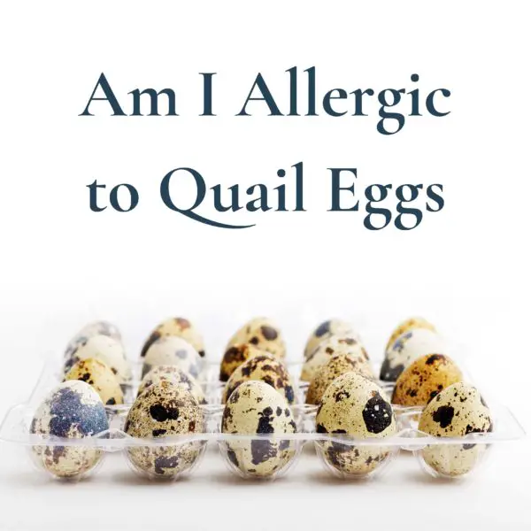 Am I Allergic to Quail Eggs