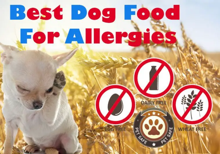Best Dog Food For Allergies: The Guide To Finding The Non ...