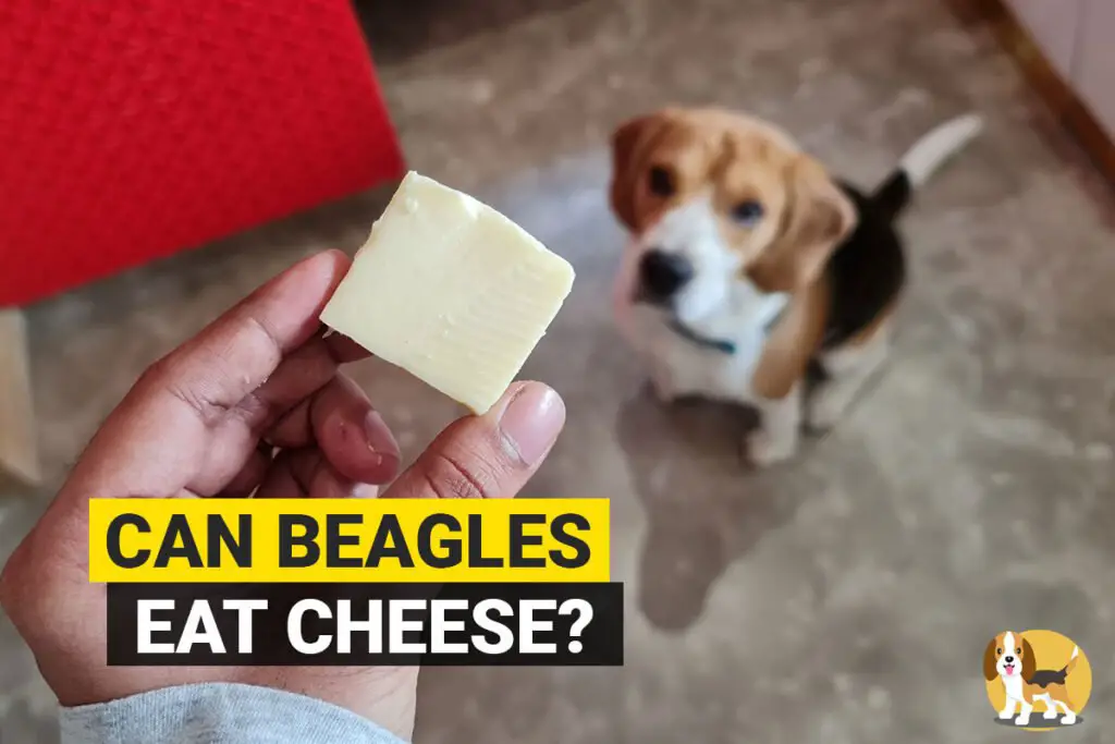 Can Beagles Eat Cheese?