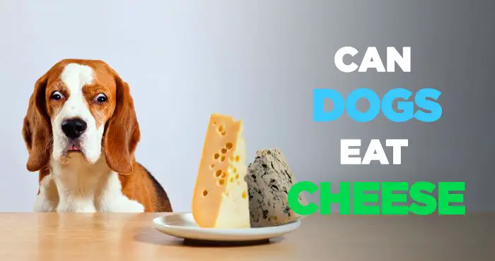 Can Dogs Eat Cheese Everyday: Or Is Cheese Bad for Dogs to Eat