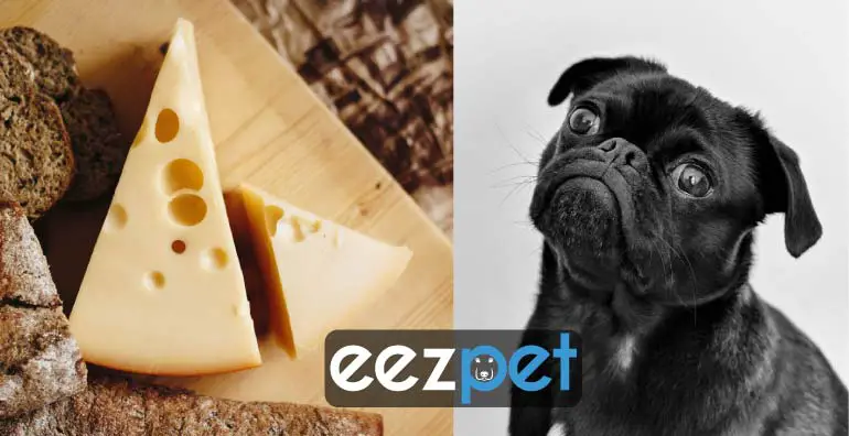 Can Dogs Eat Cheese? Good &  Bad Cheese Types