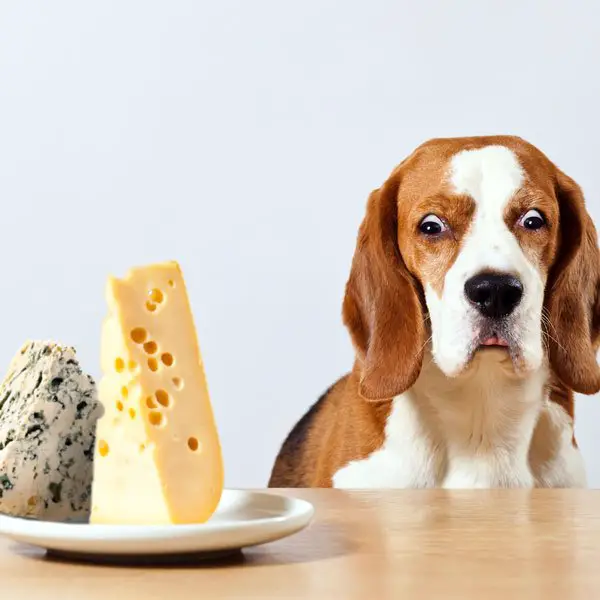 Can Dogs Eat Cheese? How About Other Dairy Products?