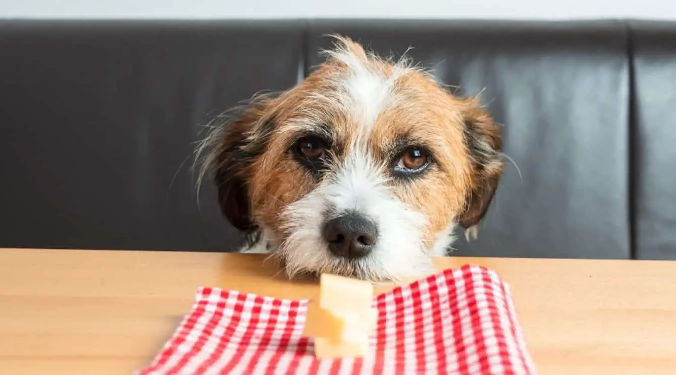 Can Dogs Eat Cheese? Is Cheese Safe or Healthy For Dogs?