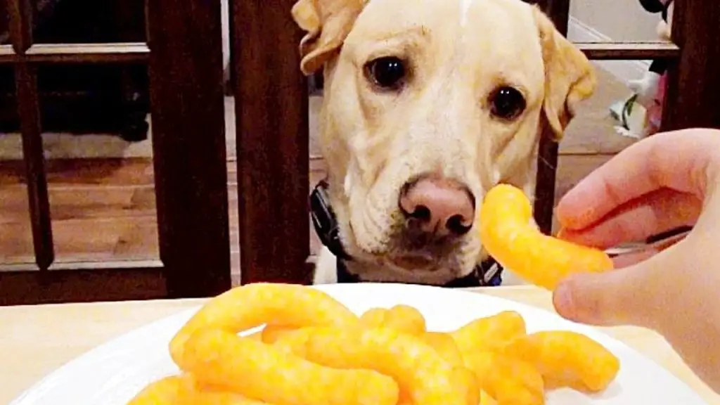 CAN DOGS EAT CHEESE PUFFS?