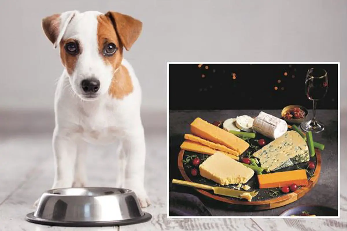Can dogs eat cheese?