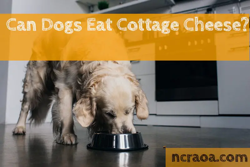 Can Dogs Eat Cottage Cheese? Is It Bad For Them?