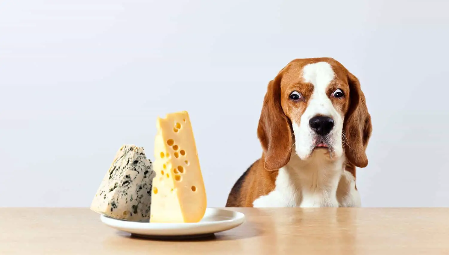 Can Dogs Eat Cream Cheese? Will They Get Sick?