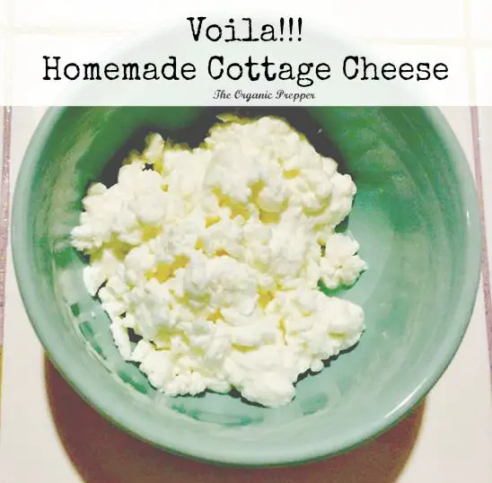 How to Make Cottage Cheese and Sour Cream from Raw Milk  The Prepper Dome