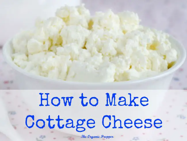 How to Make Cottage Cheese  The Prepper Dome
