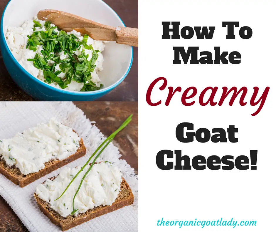 How To Make Creamy Goat Cheese!