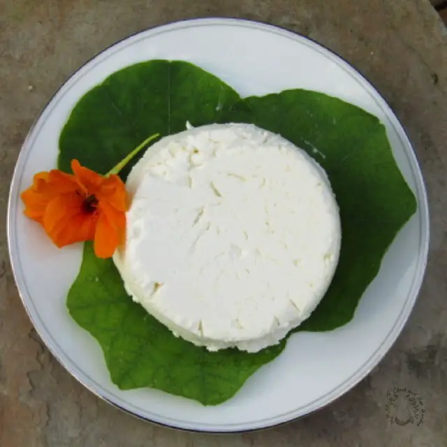 How to Make Goat Cheese, Chèvre