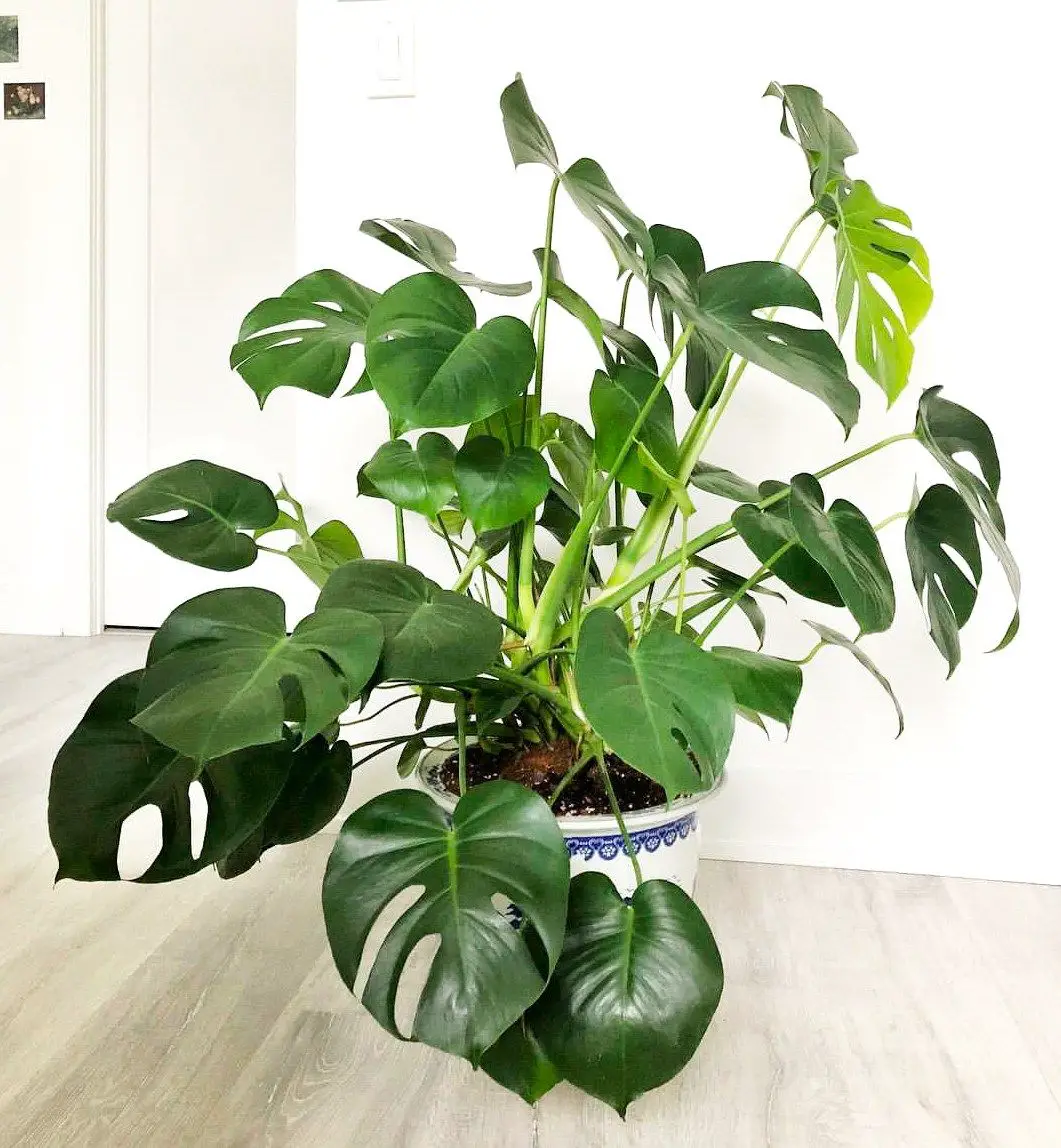 Monstera Monday with Swiss Cheese Plant Care