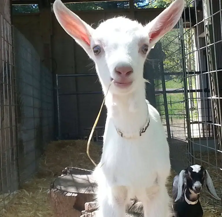 Our dairy goats receive a lot of TLC as animal welfare is ...