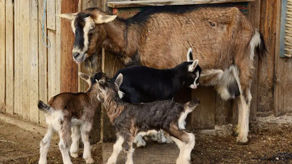 Successful dairy goat farming guide in Kenya