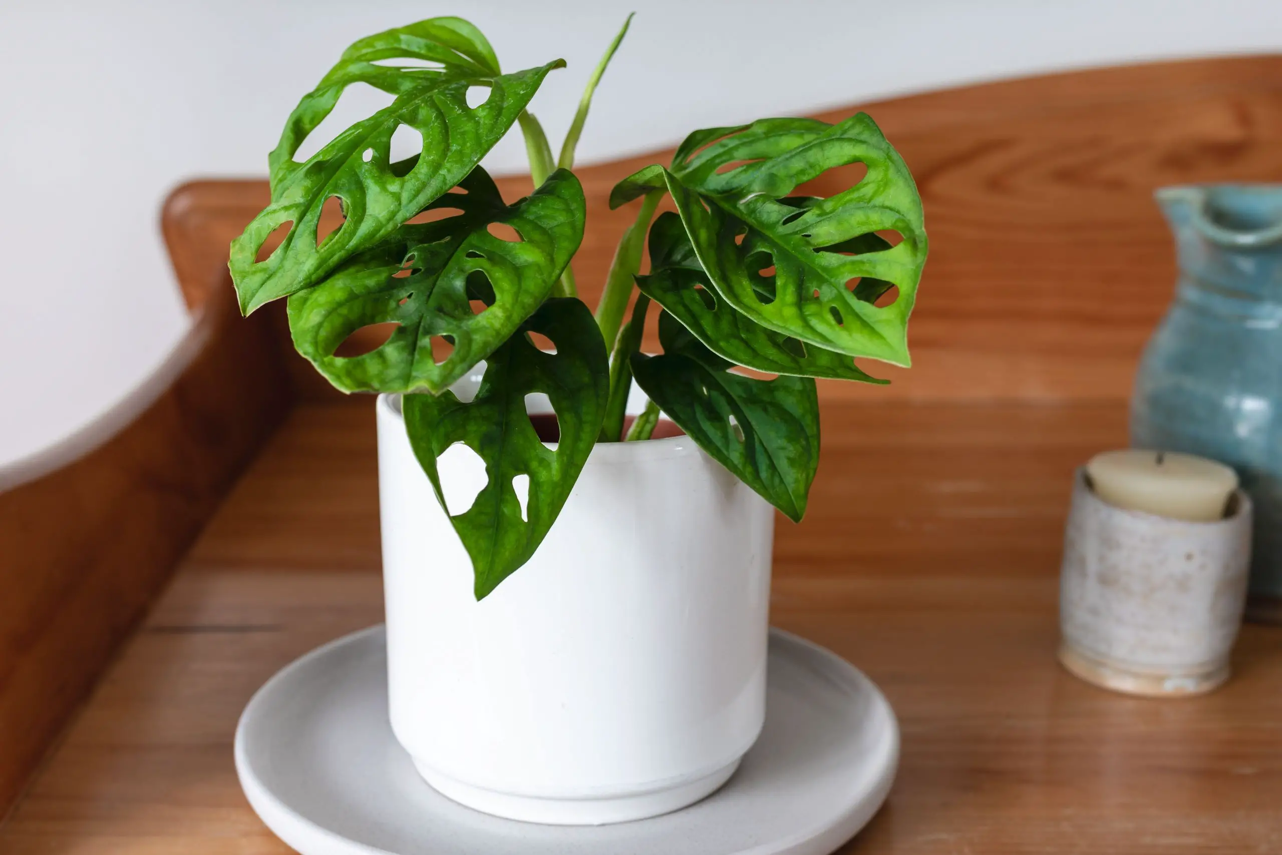 Swiss Cheese Plant: Indoor Care &  Growing Guide