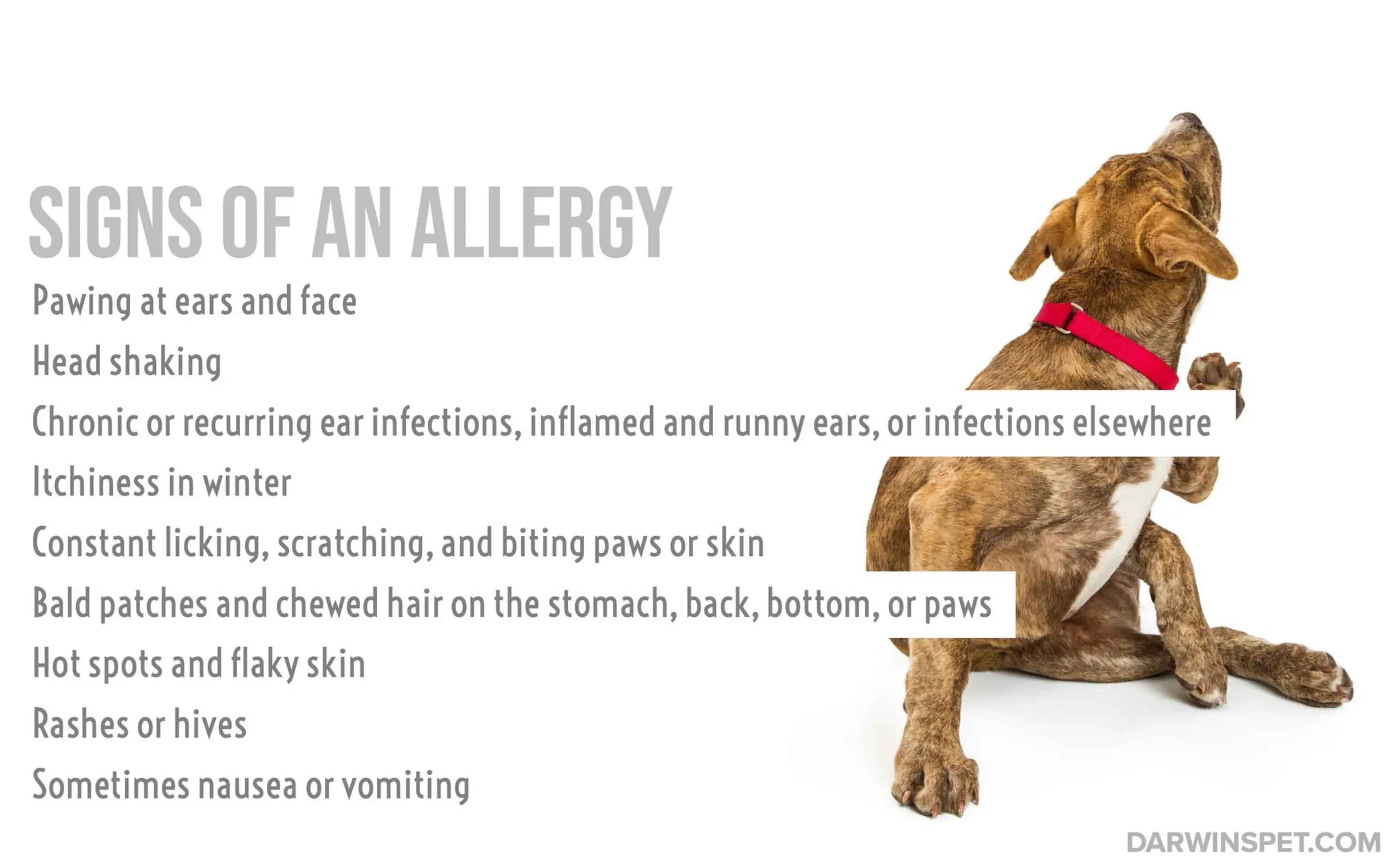 The Power of Limited Ingredient Dog Food for Allergies ...